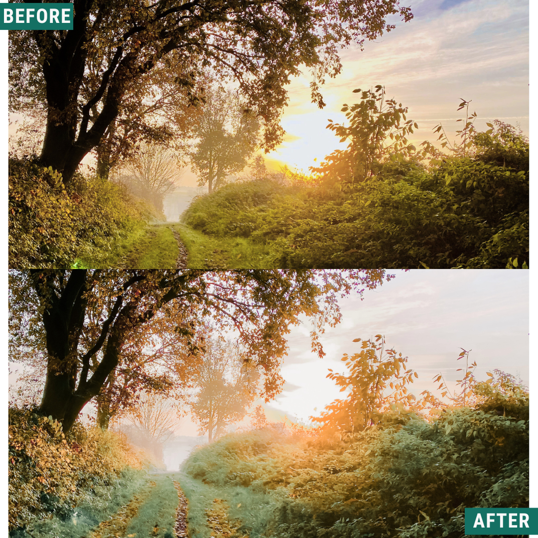 Sunlit Grove LIMITED Lightroom Presets Pack
