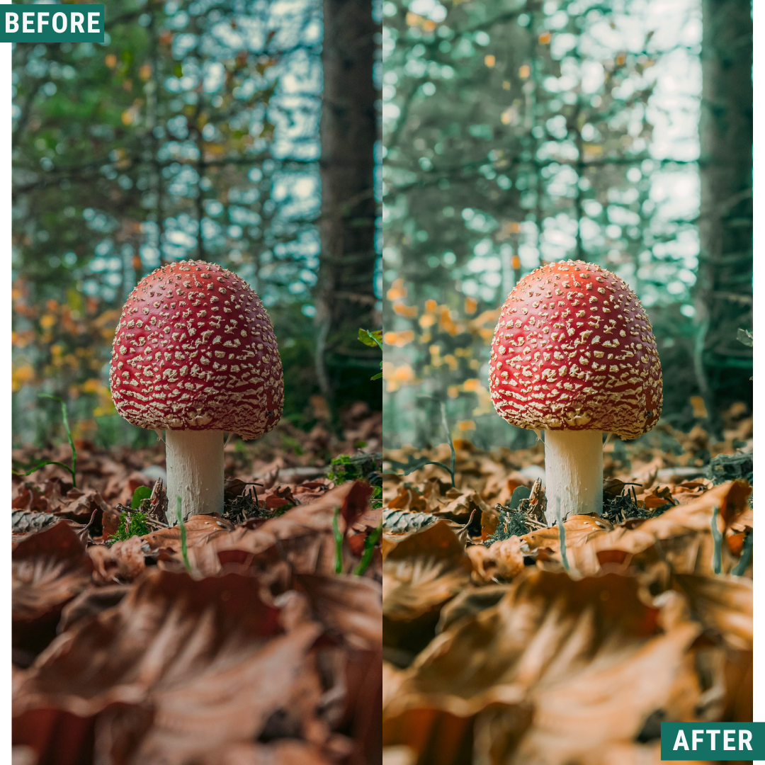 Sunlit Grove LIMITED Lightroom Presets Pack