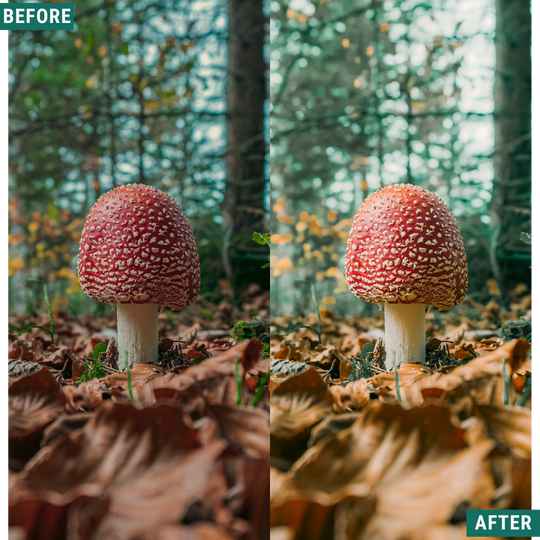 Sunlit Grove LIMITED Lightroom Presets Pack