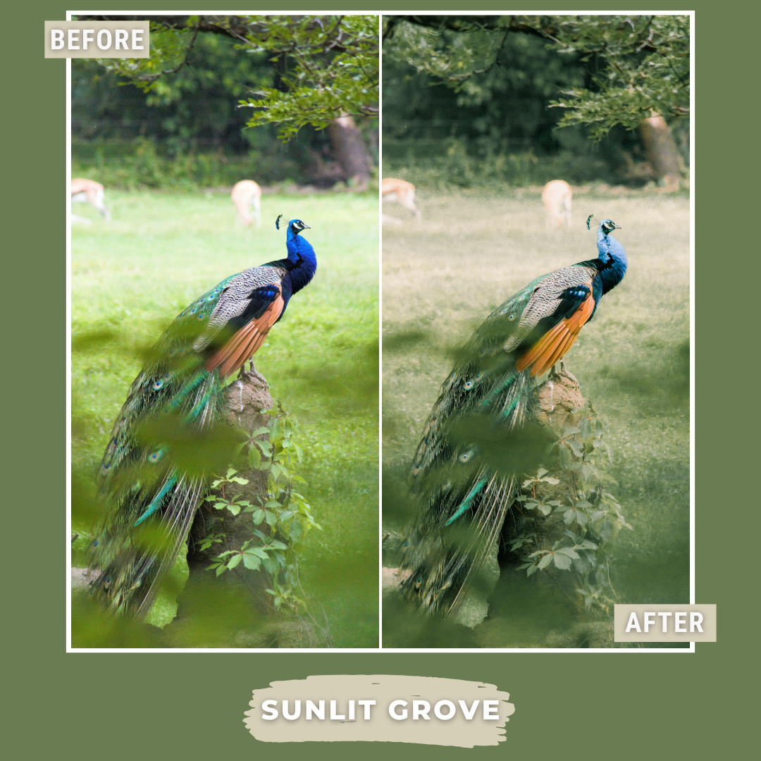 Master Collection Bundle 490 Lightroom Presets Summer