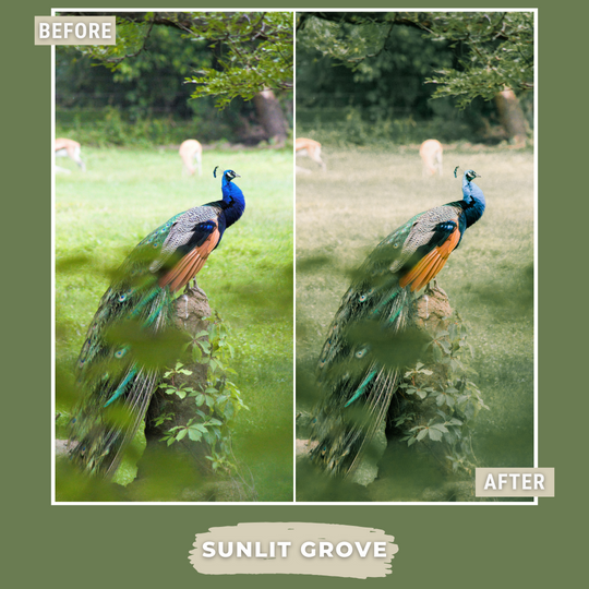 Master Collection Bundle 490 Lightroom Presets Summer