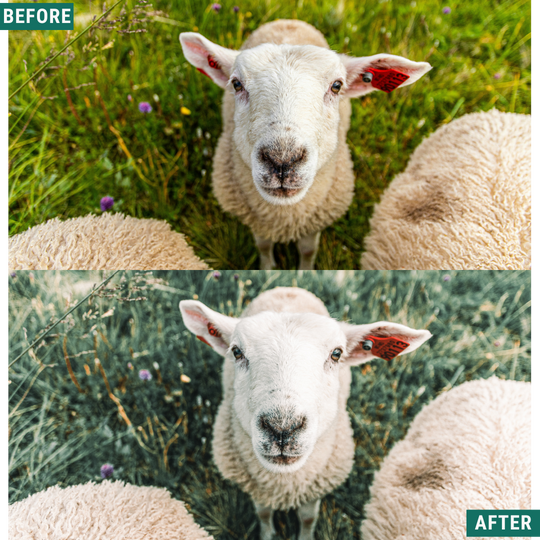 Sage Tones LIMITED Lightroom Presets Pack