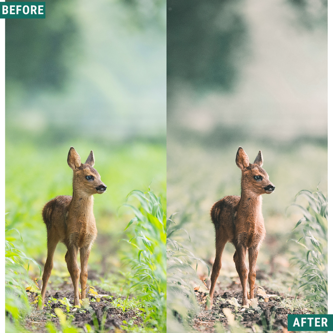 Sage Tones LIMITED Lightroom Presets Pack