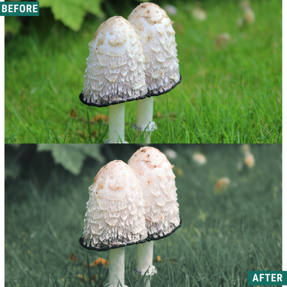 Sage Tones LIMITED Lightroom Presets Pack