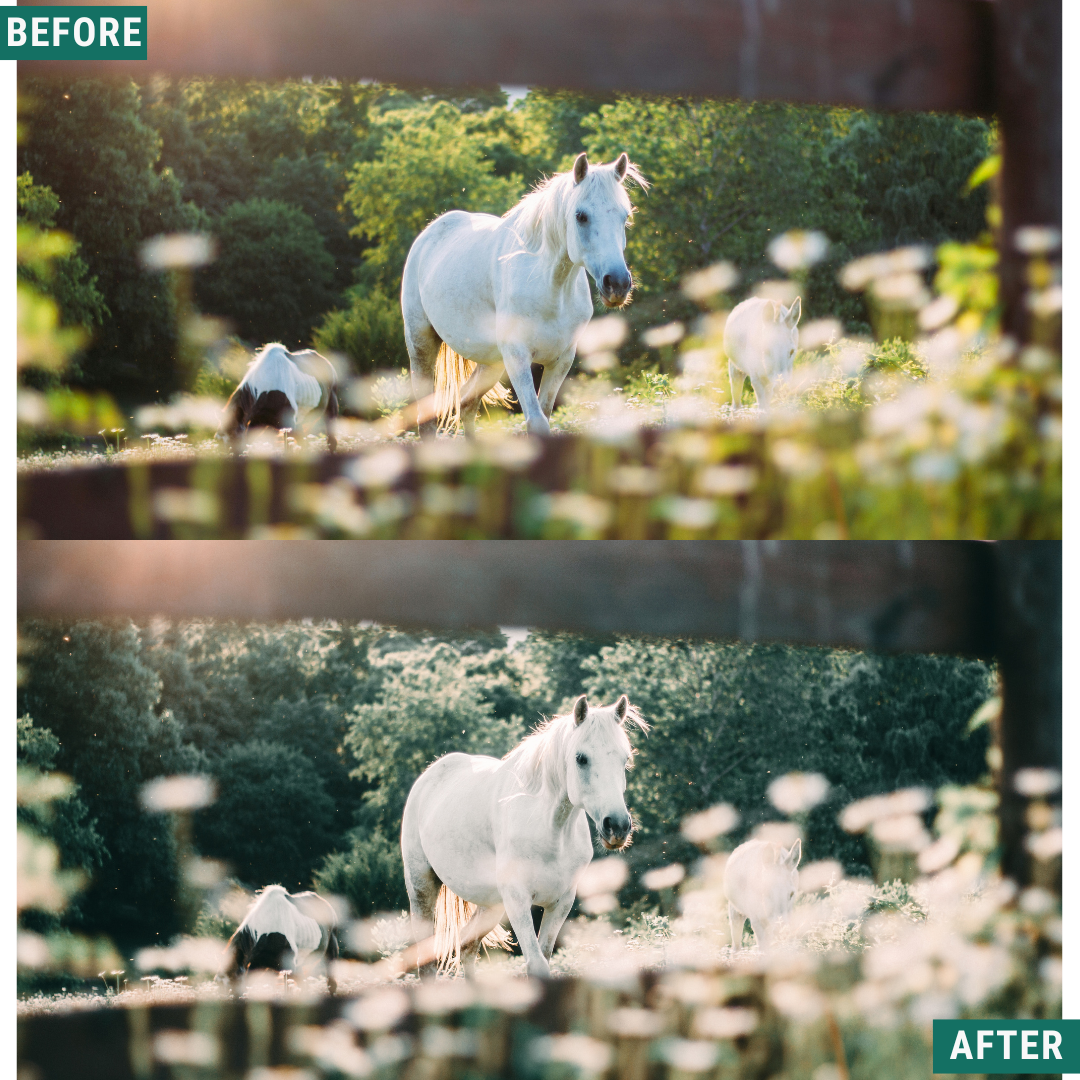 Sage Tones LIMITED Lightroom Presets Pack