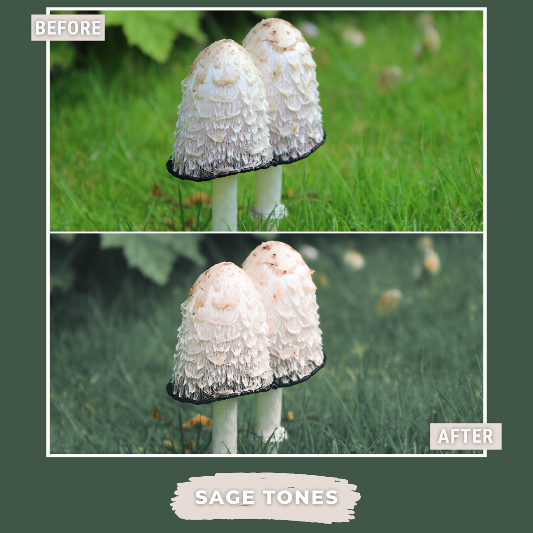 Master Collection Bundle 490 Lightroom Presets Summer