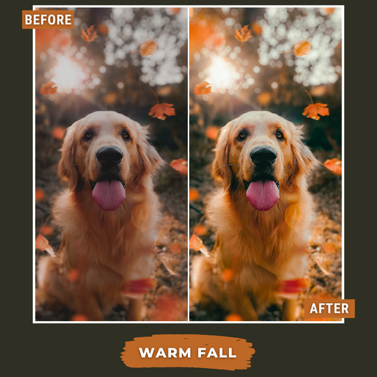 Master Collection Bundle 540 Lightroom Presets Autumn