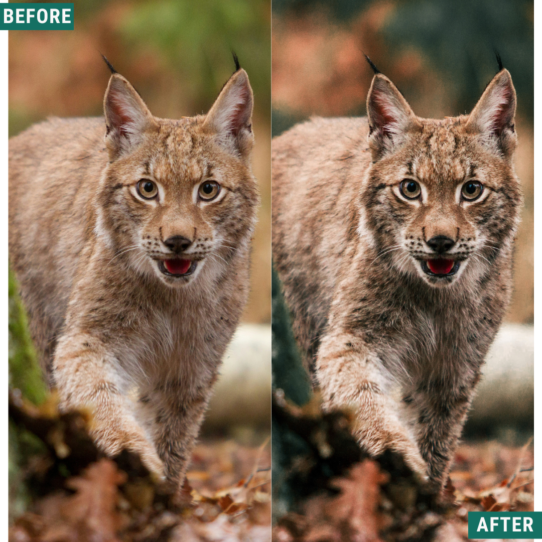 Wild Green Lightroom Presets Pack