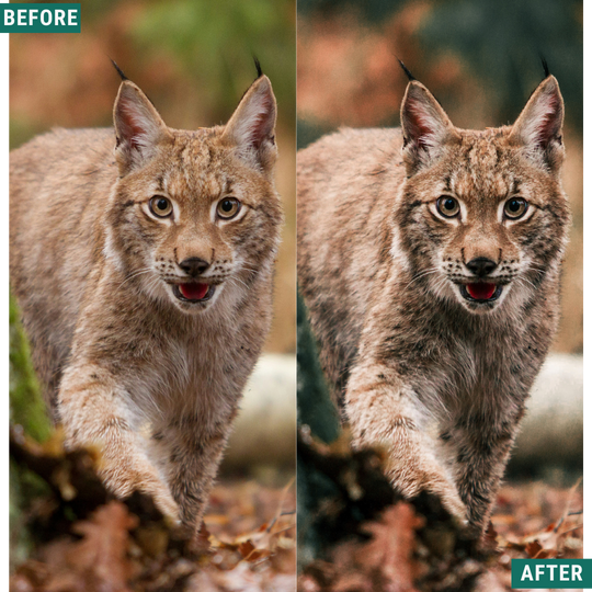Wild Green Lightroom Presets Pack