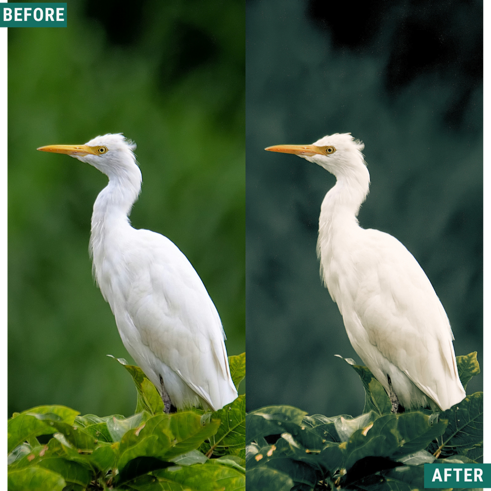 Wild Green Lightroom Presets Pack