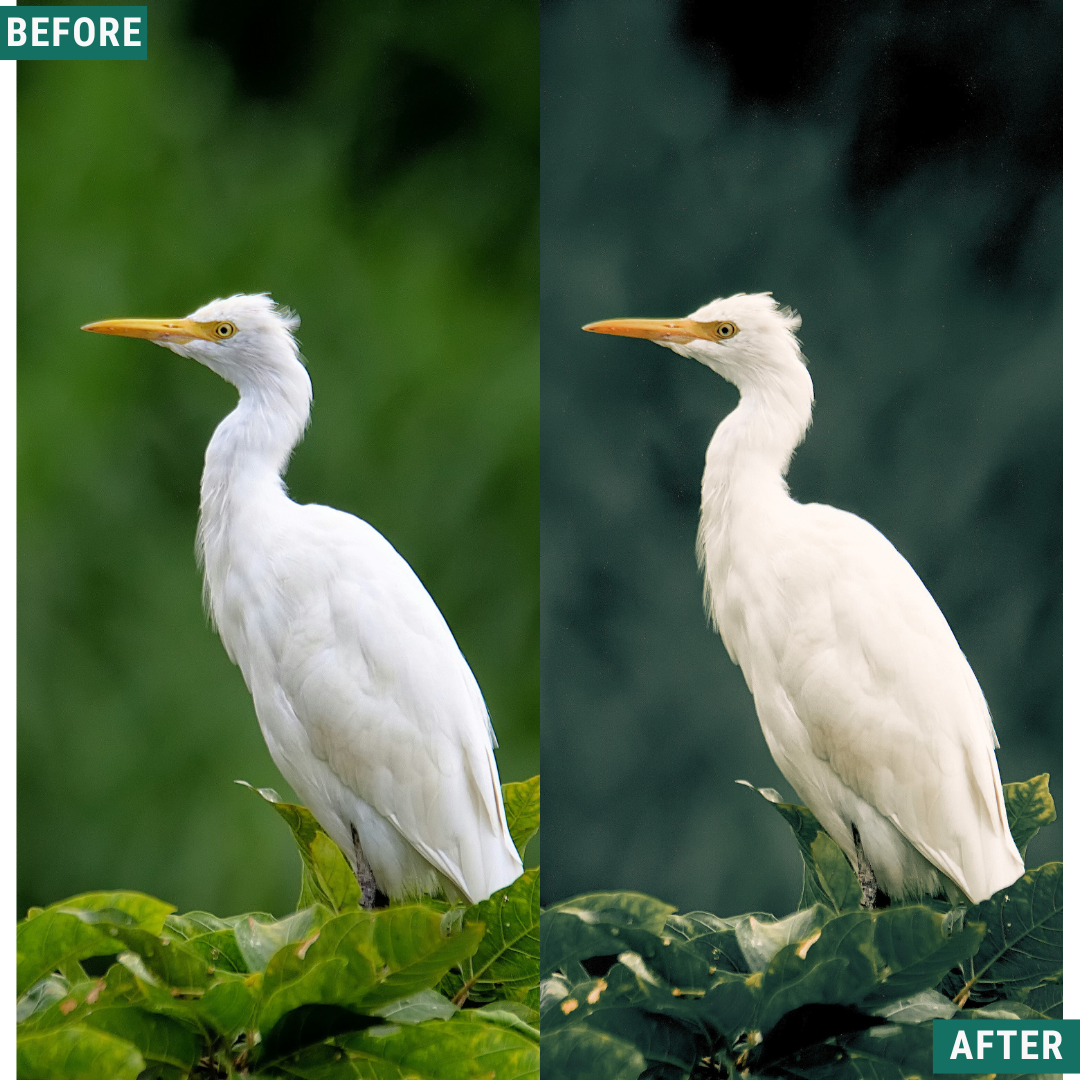 Wild Green Lightroom Presets Pack