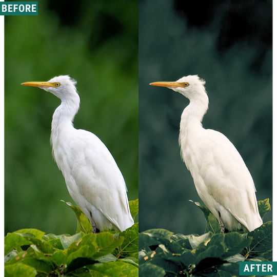 Wild Green Lightroom Presets Pack
