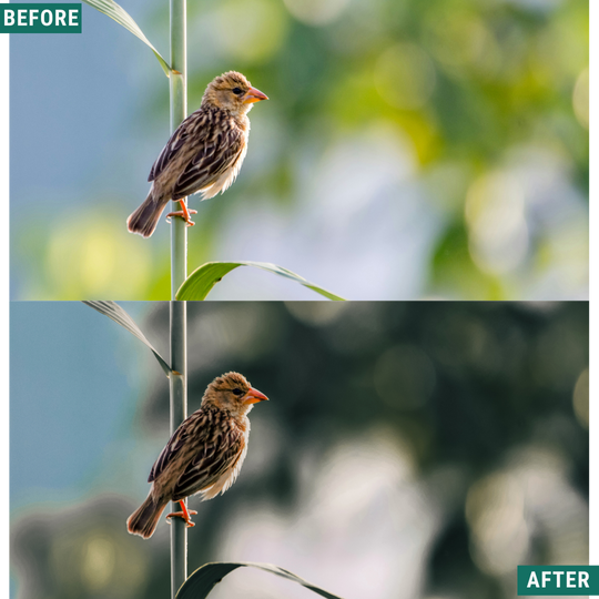 Wild Green Lightroom Presets Pack
