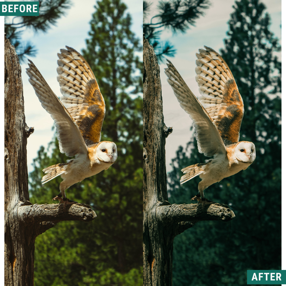 Wild Green Lightroom Presets Pack