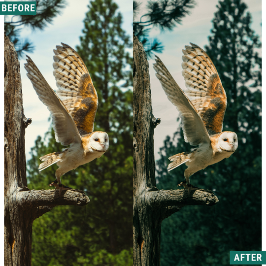 Wild Green Lightroom Presets Pack