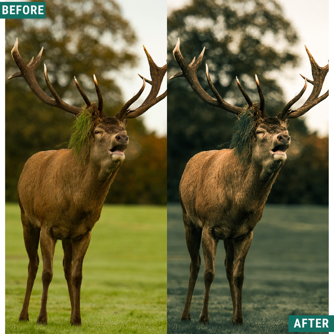 Wild Green Lightroom Presets Pack
