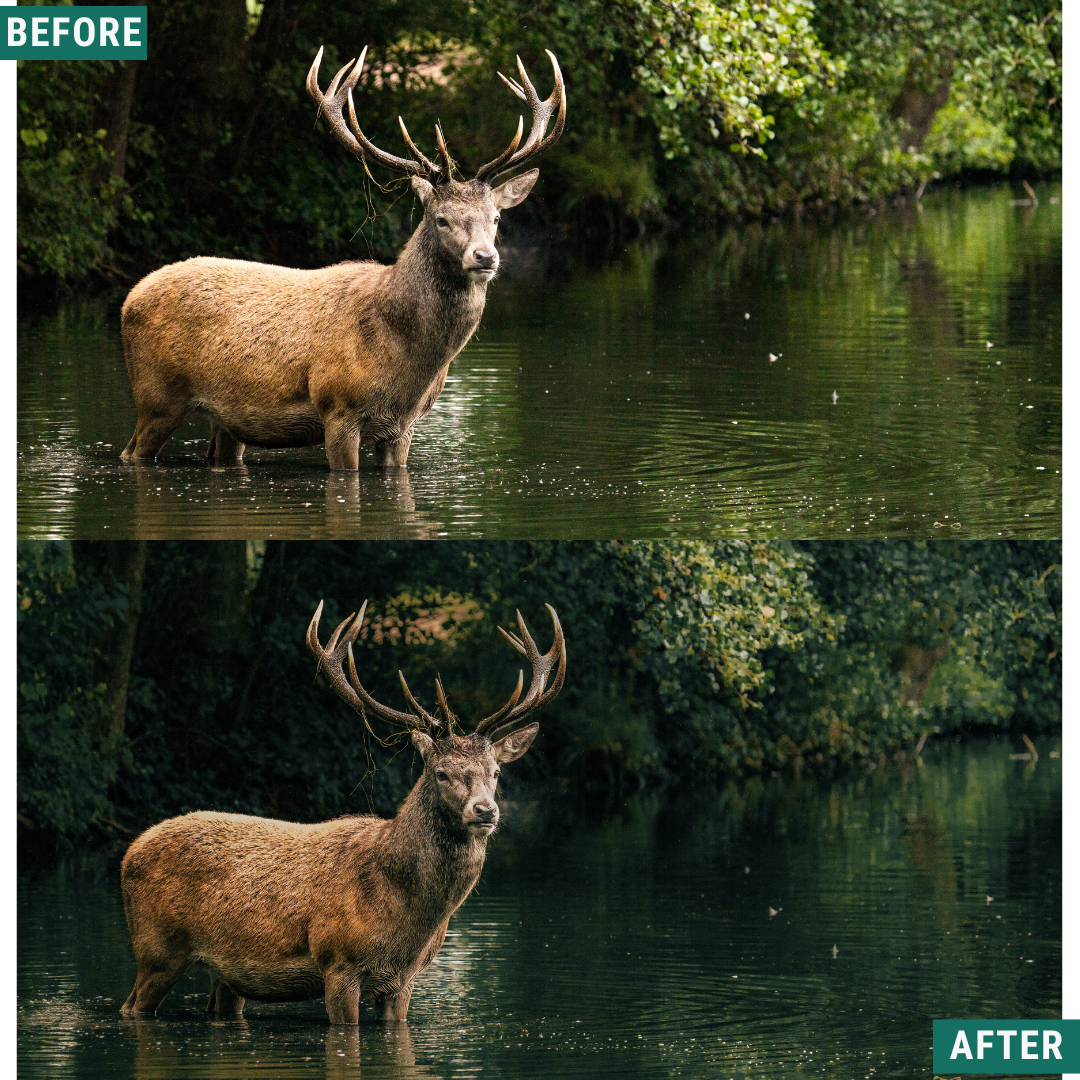 Wild Green Lightroom Presets Pack