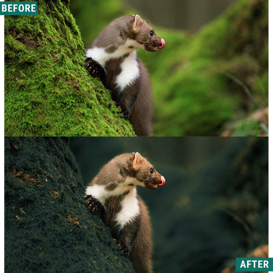 Wild Green Lightroom Presets Pack