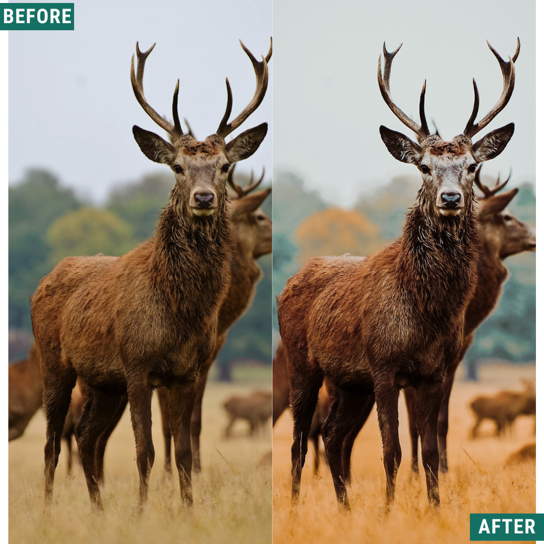 Rustic Teal LIMITED Lightroom Presets Pack