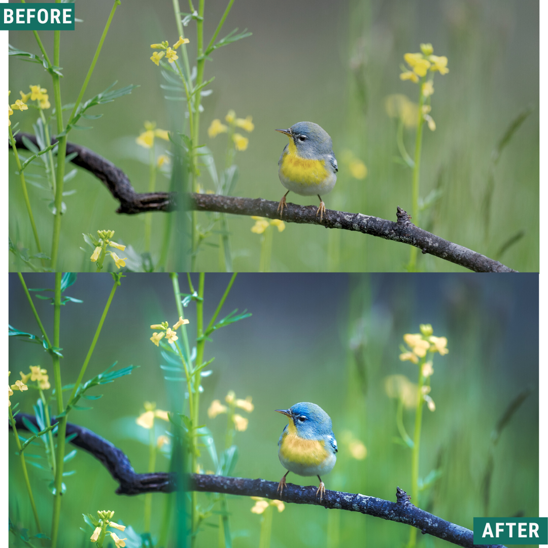 Spring Blues Lightroom Presets Pack