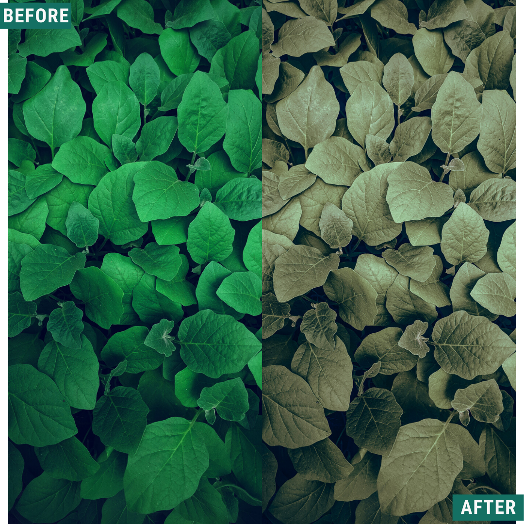 Warm Greens Lightroom Presets Pack