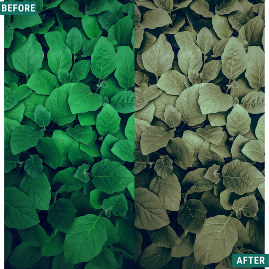 Warm Greens Lightroom Presets Pack