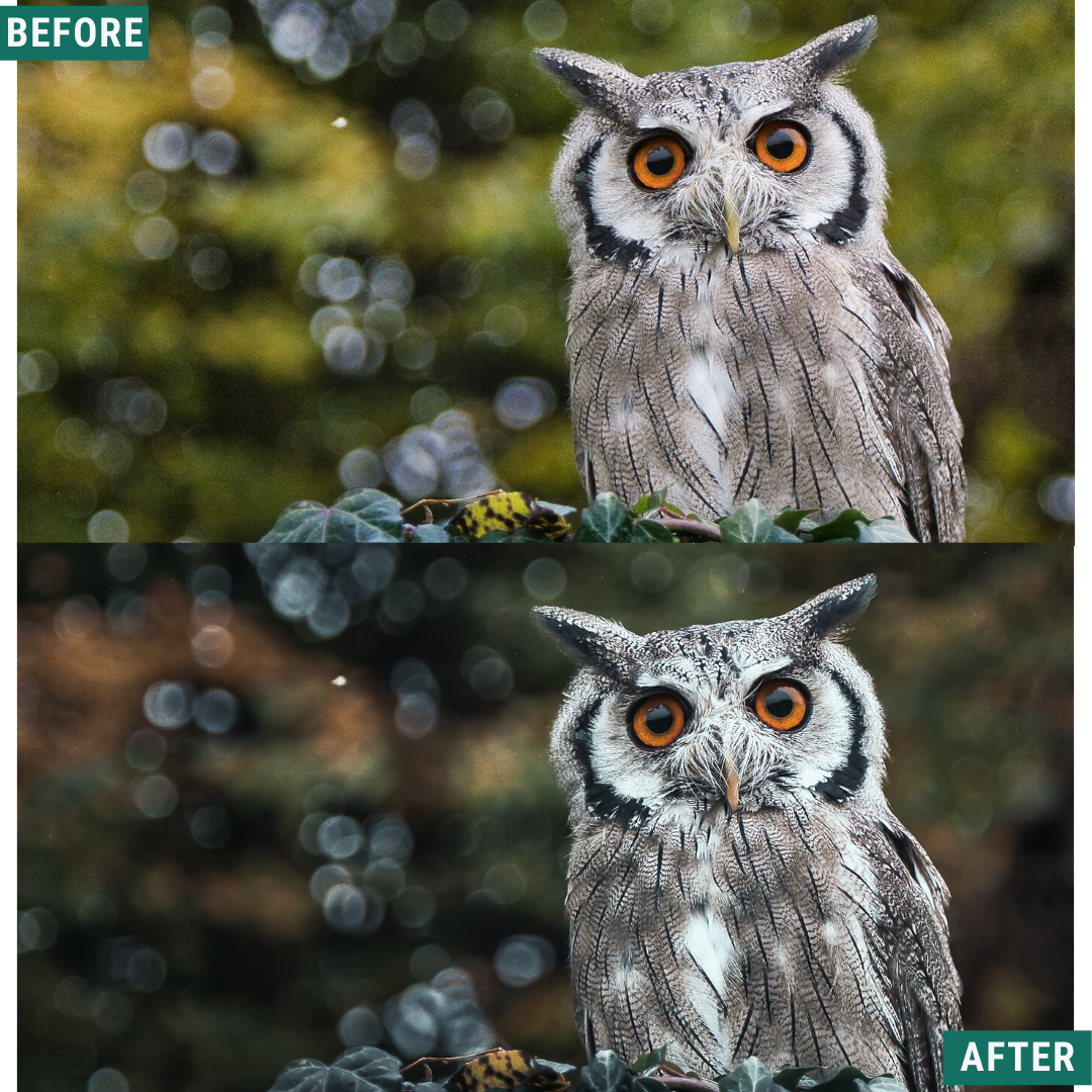 Dark Woods Lightroom-Presets-Paket