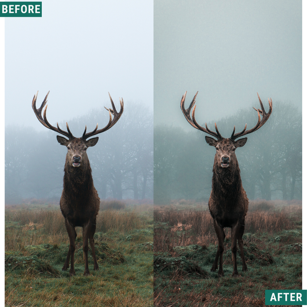 Moody Forest Lightroom Presets Pack