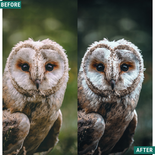 Dark Woods Capture One & LUT Presets Paket