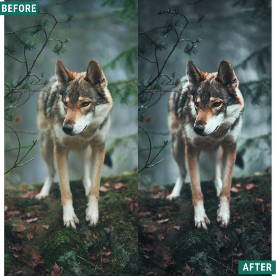 Dark Woods Capture One & LUT Presets Paket