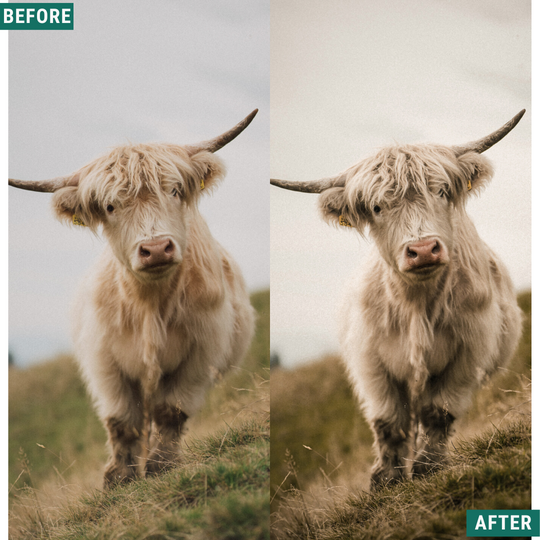 Rustic Mood Lightroom Presets Pack