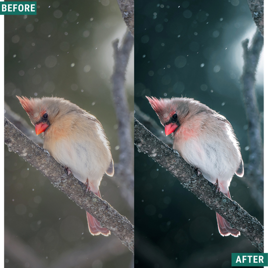 Festive Tones Lightroom-Presets-Paket