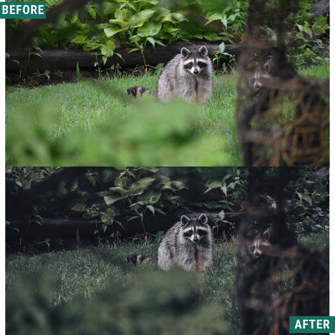 Moody Forest Capture One & LUT Presets Paket