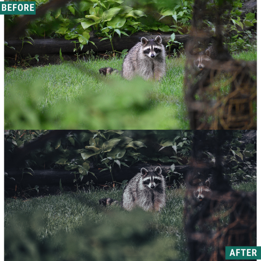 Moody Forest Capture One & LUT Presets Paket